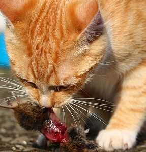 Male Cats kill Kittens